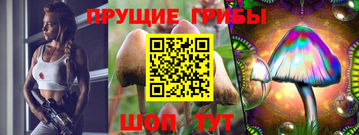 Галлюциногенные грибы Psilocybe Ржев